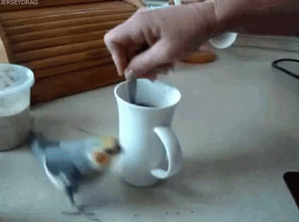 Coffee Excited GIF - Coffee Excited Bird GIFs