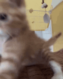 a close up of a cat playing with a toy .