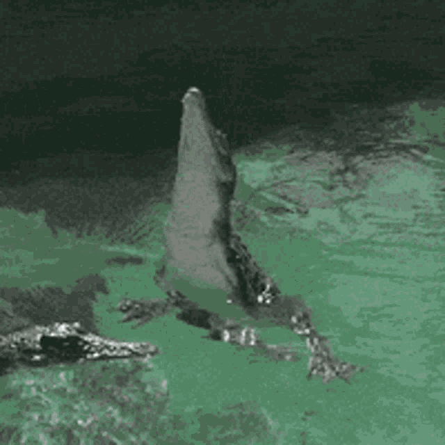 a dolphin is swimming in a green pool
