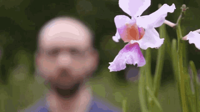 Vsauce Flowers GIF - Vsauce Flowers Surprise GIFs