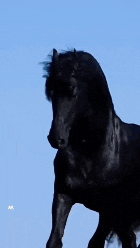 a black horse is running on a rocky hillside and the letter m is on the bottom right