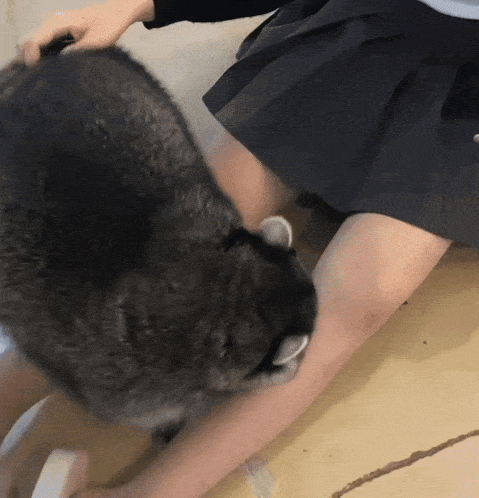 a cat laying on a woman 's leg with a black skirt on
