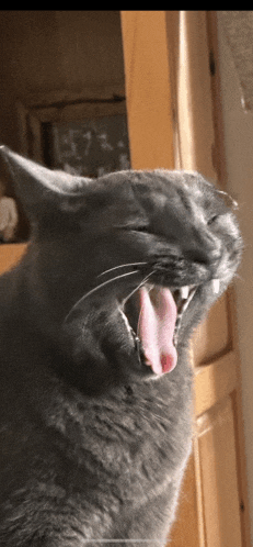 a gray cat is yawning with its tongue hanging out