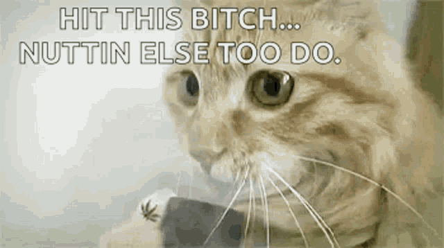 a close up of a cat with the words `` hit this bitch ... nuttin else too do '' written above it .