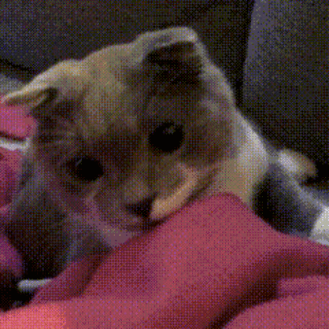 a close up of a cat laying on a bed