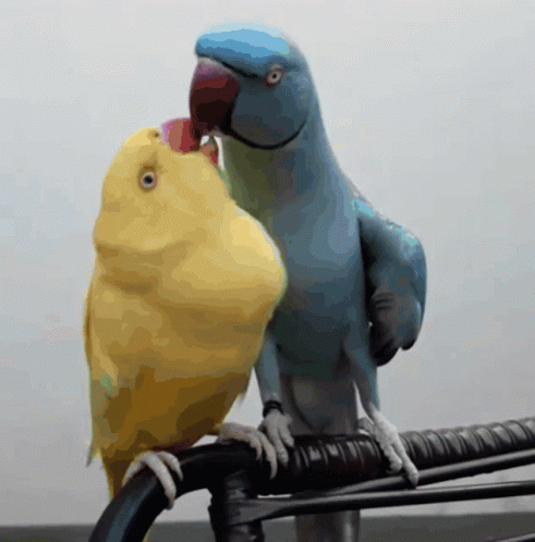 Papagaio Dando Beijo GIF - Papagaio Dando Beijo GIFs