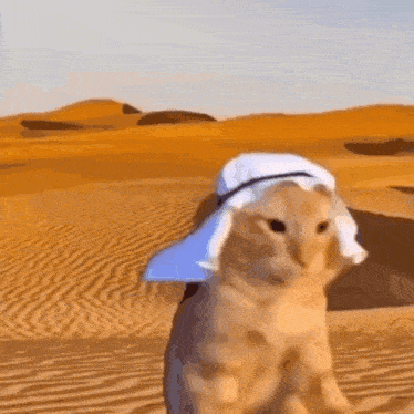 Arabian Cat Arab Cat GIF - Arabian Cat Arab Cat Desert GIFs
