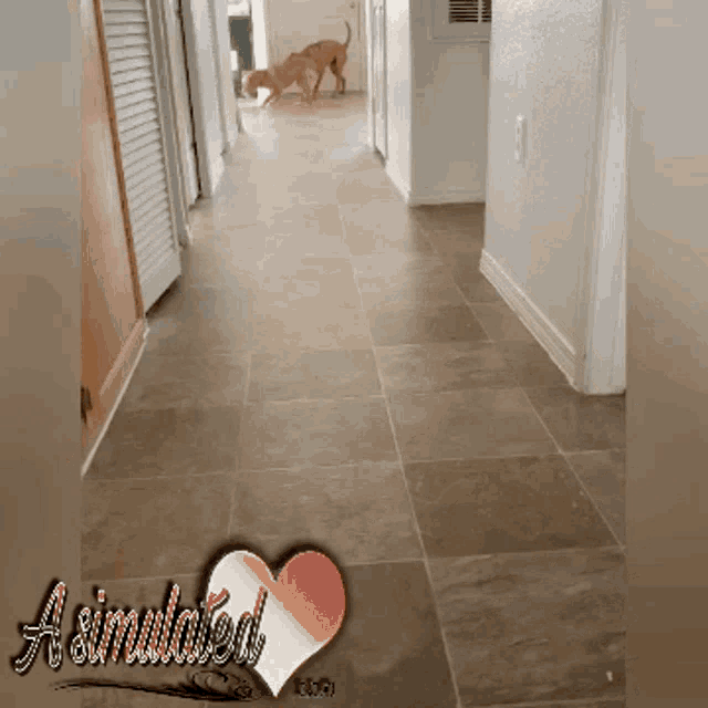 a picture of two dogs in a hallway with the words a simulated on the bottom
