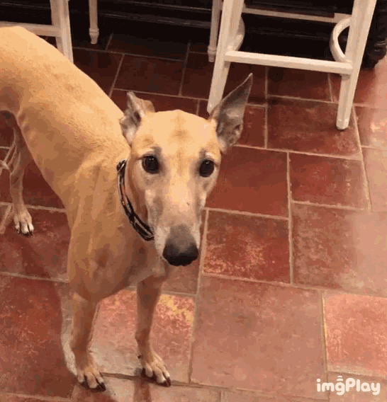 Greyhound Dog GIF - Greyhound Dog Funny GIFs