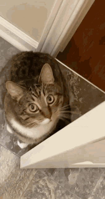 Cat Cats GIF - Cat Cats Playful GIFs