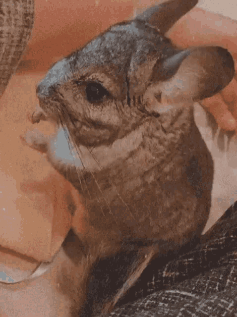 a chinchilla with a question mark above it 's head