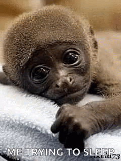 Monkey Cute GIF - Monkey Cute Baby GIFs
