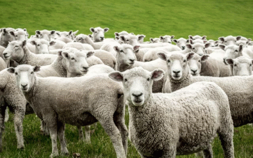 προβατα πρόβατα GIF - προβατα πρόβατα μπε GIFs