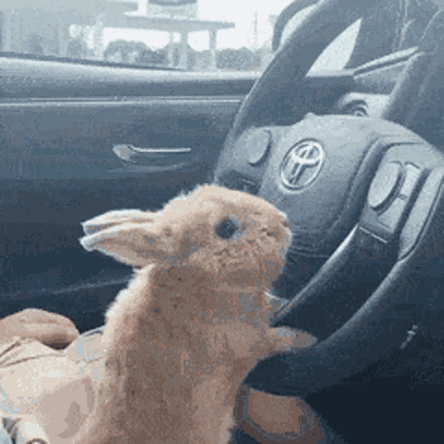 Bunny Driving GIF - Bunny Driving Toyota GIFs