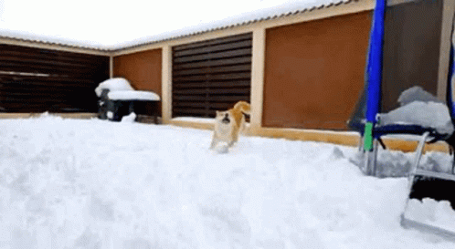 Snow Day Shiba GIF - Snow Day Shiba Dog GIFs