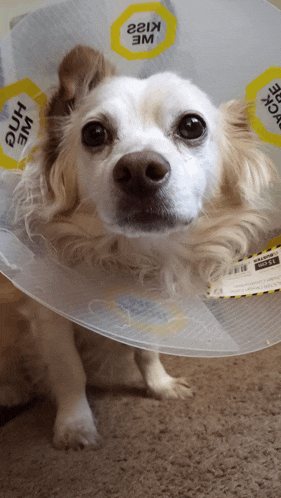 a dog wearing a cone that says we kizz