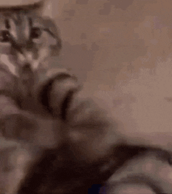 a close up of a cat 's face with a blurry background .