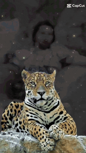 a leopard is laying on a rock with a woman in the background and a capcut logo