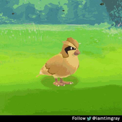 Pidgey Pokemon GIF - Pidgey Pokemon Go GIFs