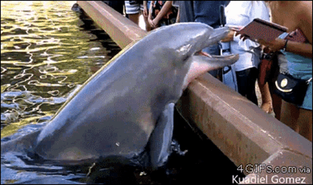 a picture of a dolphin with a caption that says 4gifs.com via kuadiel gomez