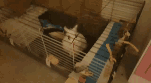 a rabbit is sitting in a cage with a blue and white toy .
