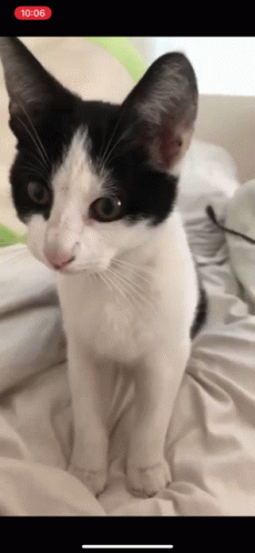Cat Stand Up GIF