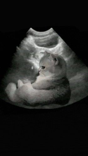 a black and white ultrasound of a cat