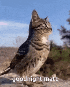 a cat is standing next to a bird with the words goodnight matt written below it