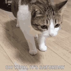 a cat is walking on a wooden floor with the words `` oh yeah , it 's saturday '' written on it .