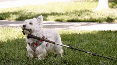 National Take Your Dog To Work Day Trial GIF - National Take Your Dog To Work Day Dog Work GIFs