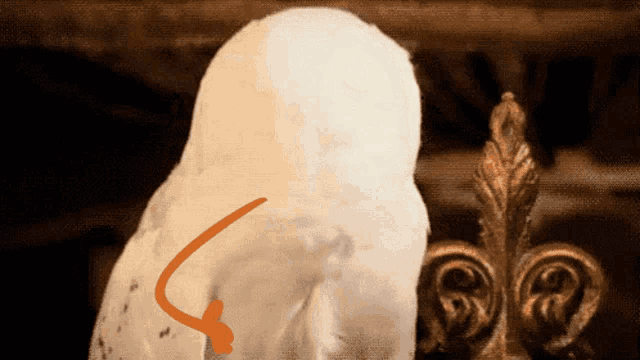a white bird with an orange arrow pointing to it 's back