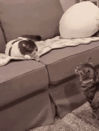 two cats are sitting on a couch and one is looking at the camera .