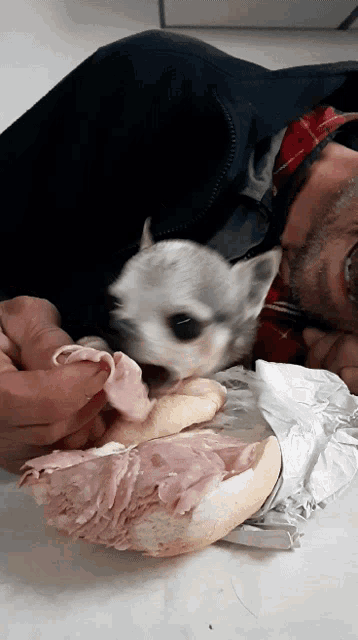 a man and a small dog are eating a sandwich together