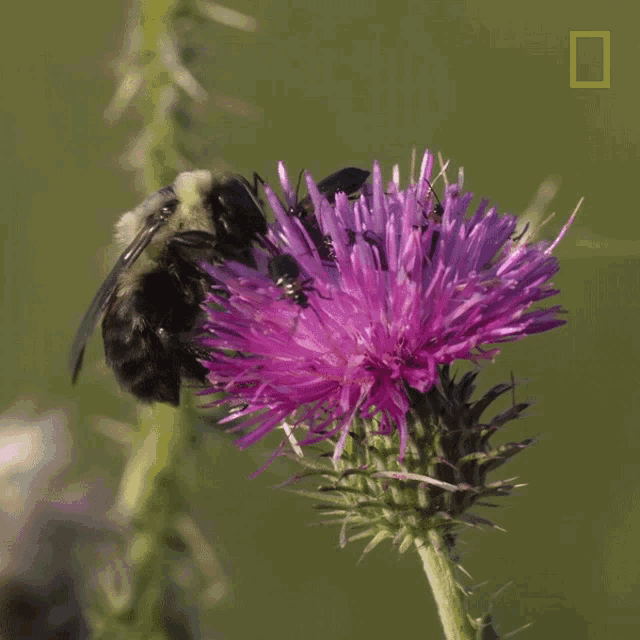 Bee Collecting Nectar GIF - Bee Collecting Nectar Working GIFs