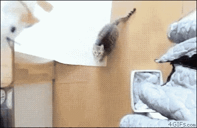 Jump GIF - Cats Jump Slowmo GIFs