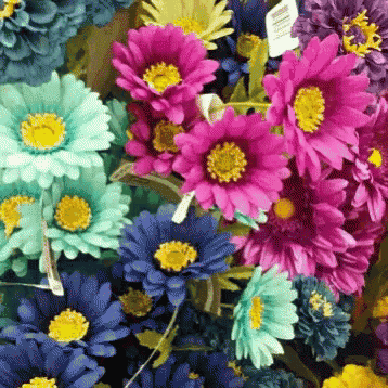 a bunch of colorful flowers with yellow centers are displayed