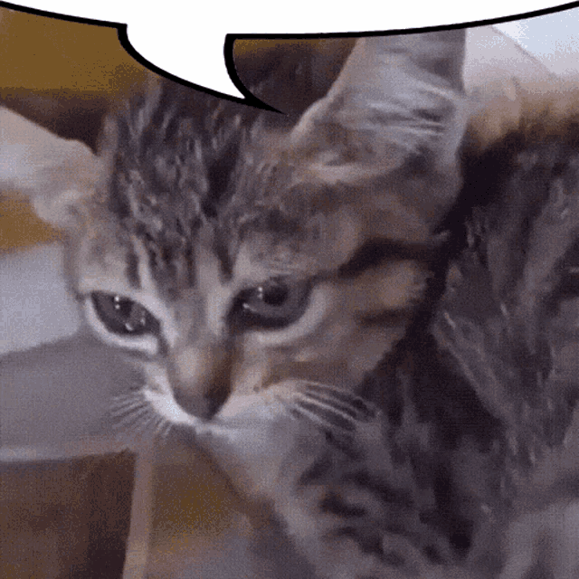 Kitten Crying GIF - Kitten Crying Sad Kitty GIFs