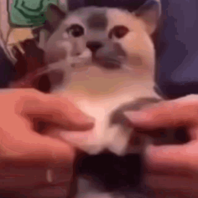 Pococado Cat Splat Maxie GIF - Pococado Cat Pococado Splat Maxie GIFs