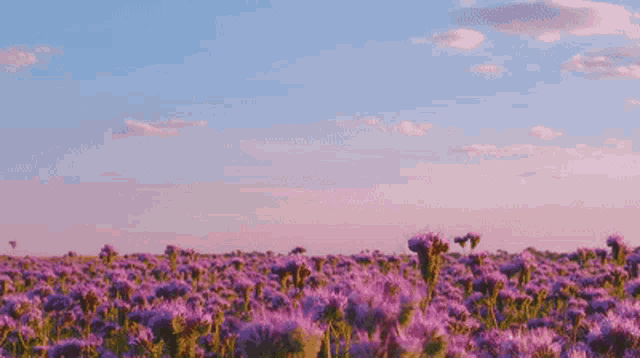 Flower Field GIF - Flower Field Purple GIFs