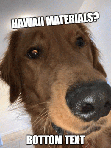 Hawaii Materials Dog Funny GIF - Hawaii Materials Dog Funny GIFs