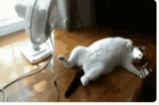 Heatwave Cats GIF - Heatwave Cats Funny Animals GIFs