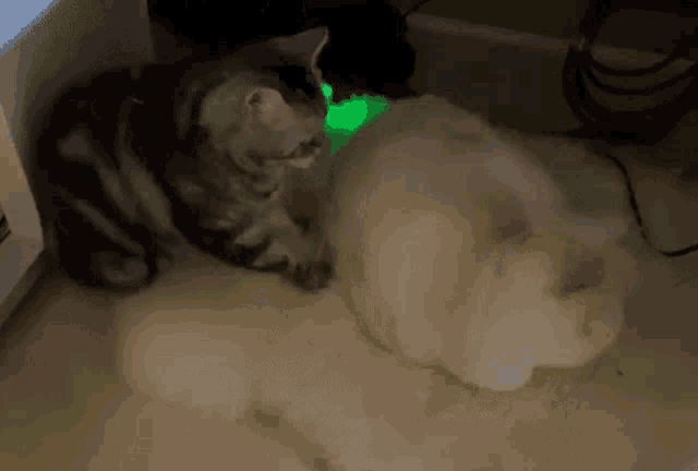 two cats are playing with a green light in the background .