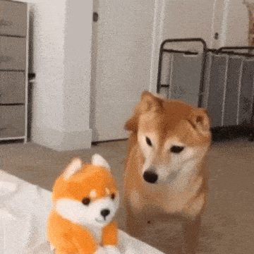 Dog Shiba Inu GIF - Dog Shiba Inu Scared GIFs