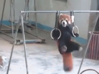The Adorable Workout GIF - Red Panda Workout Lol GIFs