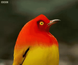 Bird Chirp GIF - Bird Chirp GIFs