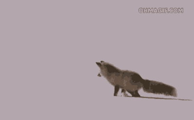a red fox is jumping in the air over a snowy field .
