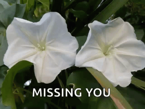 Missing You Flowers GIF - Missing You Flowers Sparkles GIFs