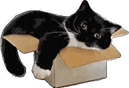 a black and white cat is laying inside of a cardboard box .