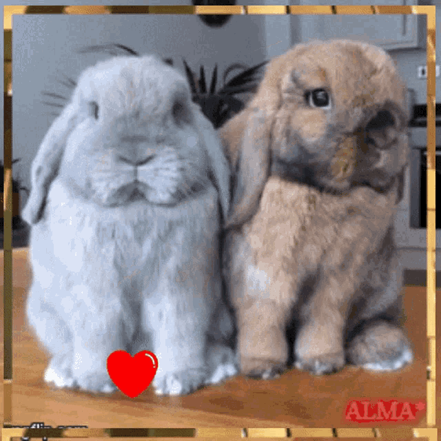 I Love Rabbits Cute GIF - I Love Rabbits Cute Rabbit GIFs