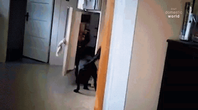 Bringing The Pet Collective GIF - Bringing The Pet Collective Fetching GIFs